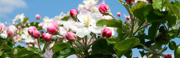 Apfelblüte im Alten Land