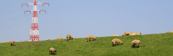 Schafe auf dem Elbdeich bei Twielenfleth